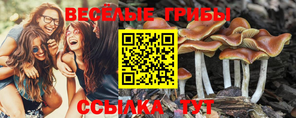 Галлюциногенные грибы GOLDEN TEACHER Долгопрудный